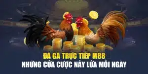 Đá Gà Trực Tiếp M88 - Những Cửa Cược Nảy Lửa Mỗi Ngày